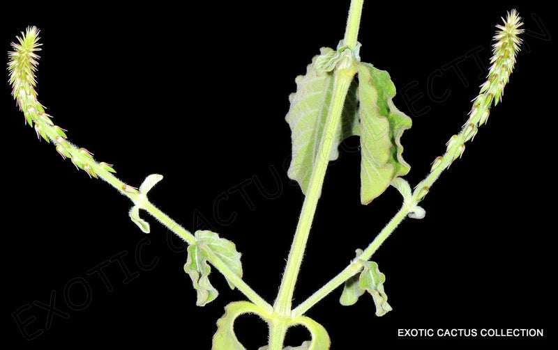 ACHYRANTHES ASPERA prickly chaff flower medicinal herb garden plant 50 seeds Flowering Plants