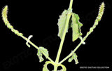 ACHYRANTHES ASPERA prickly chaff flower medicinal herb garden plant 50 seeds Flowering Plants
