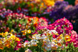 50 CARNIVAL MIX NEMESIA Strumosa Mixed Colors Flower Seeds Flowering Plants