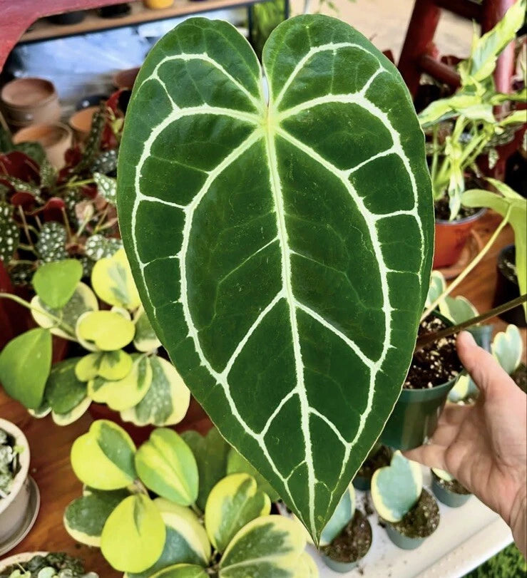 Anthurium magnificum plant with dark green heart-shaped leaves and white vein markings