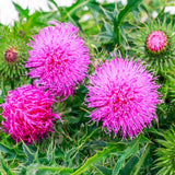 Milk Thistle Seeds (50) / ORGANIC / FLORIDA GROWN / LIVER HEALTH Flowering Plants