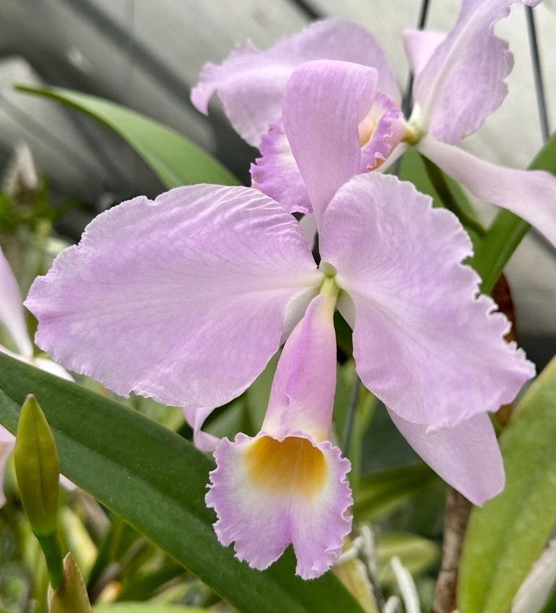 Purple orchid flower with five petals and yellow center, green leaves