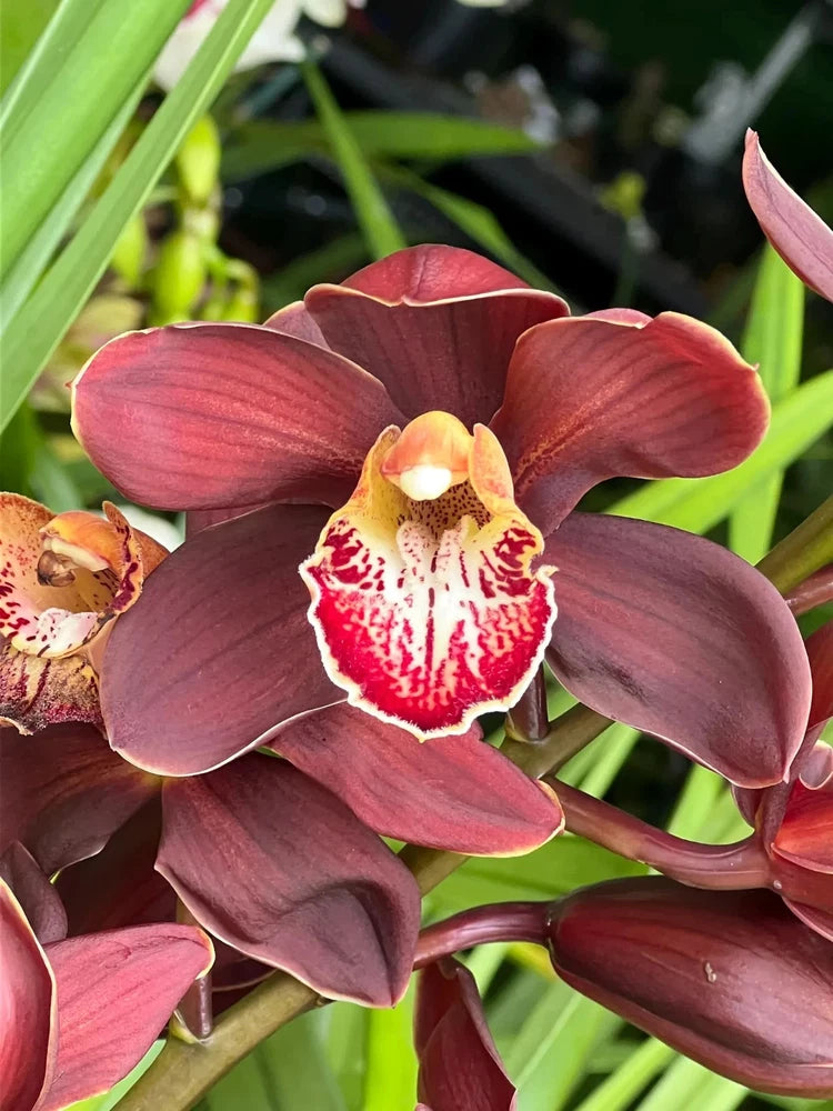 Cymbidium orchid with dark red maroon petals and red-speckled white lip