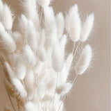 Bunny Tails Dried Flowers 100pcs Dried Pampass Grass Decor Bunny Tail Floral ... Pampas Grass