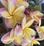 2 Plumeria 4-10Óstalk Cutting White Pink Yellow Tricolor Tropical Flowers Flowering Plants