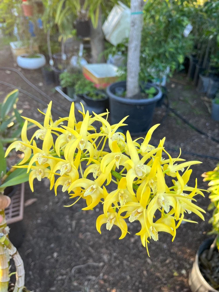 Yellow fragrant orchid cluster with long arching petals