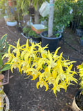 Denbrobium Avrils Gold Division Autralia Denbrobium Fragrant Orchid Orchids