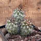D3600 COPIAPOA TOCOPILLANA pot12-H9-W9 cm MaMa Cactus Green Plant