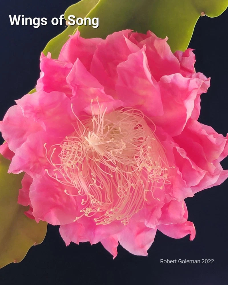 Pink orchid cactus flower with ruffled petals and pale stamens, unrooted cutting