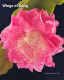 Epiphyllum 'Wings of Song' Unrooted Cutting - Rare Orchid Cactus - Beautiful! Orchids