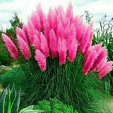 200 Pink Pampas Grass Seeds Perennial Flowering Ornamental Grasses Flowering Plants