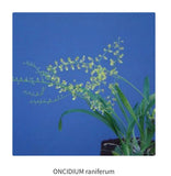 Orchid live Oncidium raniferum - rare - bare root Orchids
