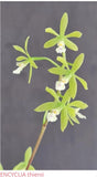 Orchid live Encyclia thienii - bare root Orchids