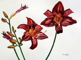 Red Lily, Flower, Garden, Original Watercolor Painting, Signed, 30x22 inch, Art Lily