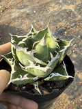 Agave Titanota Crab Agavaceae Home Garden Beautiful Succulent Plant 8-11CM Garden Plants