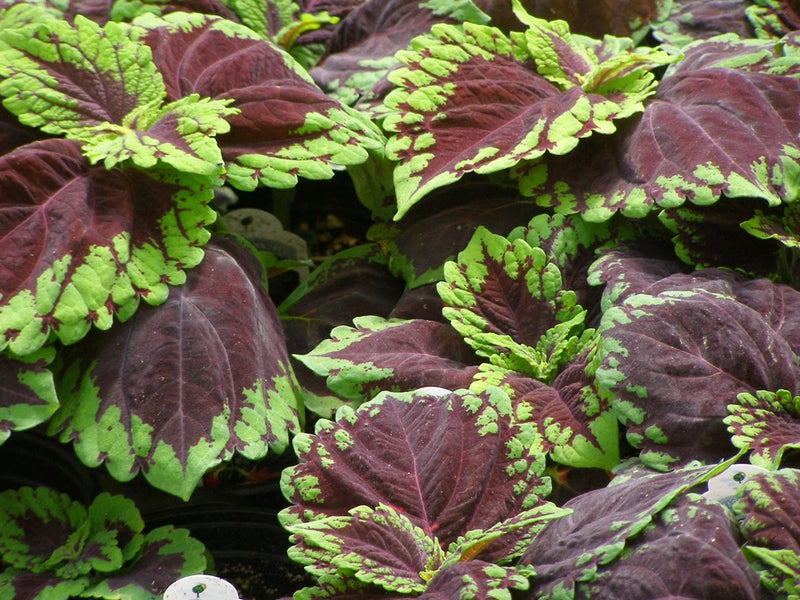 288 COLEUS KONG SCARLET Live Plants Plugs Garden Home Patio Planters AV Garden Plants