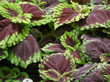 288 COLEUS KONG SCARLET Live Plants Plugs Garden Home Patio Planters AV Garden Plants