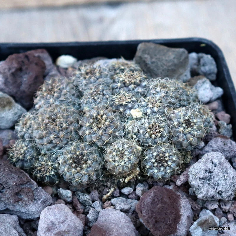 D3424 COPIAPOA TENUISSIMA pot10-H3-W8 cm MaMa Cactus Green Plant
