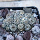 D3424 COPIAPOA TENUISSIMA pot10-H3-W8 cm MaMa Cactus Green Plant