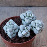 D7591 CRASSULA DECEPTOR pot8,5-H5-W9 cm MaMa Cactus Green Plant