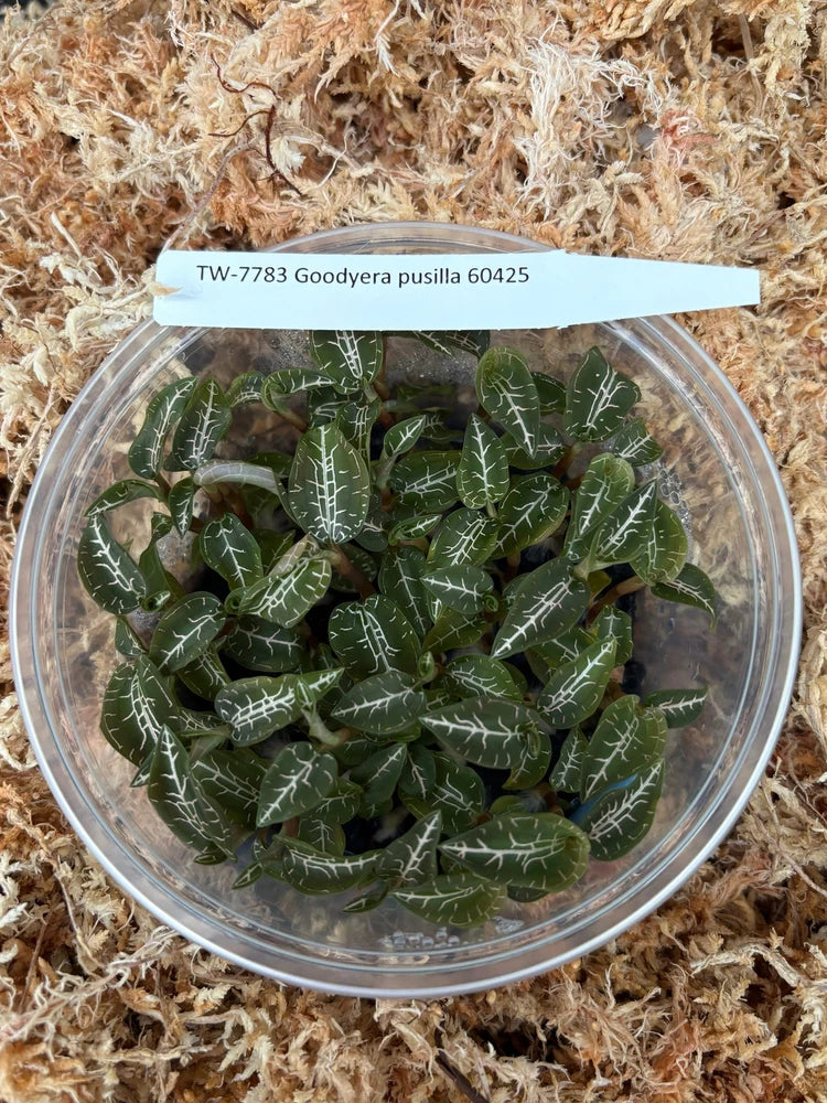 Dark green Goodyera orchid leaves with white speckled lines, in clear container
