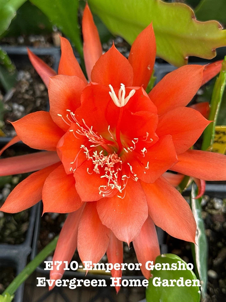 Orange orchid cactus bloom in small starter pot, coral-red petals and stamens