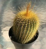 Notocactus Leninghausii "Golden Ball Cactus", Comes in a 2.5" pot Flowering Plants