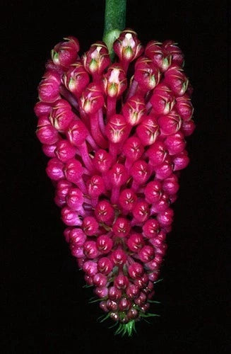 Red Robiquetia cerina orchid flower cluster with dense rounded buds and stems