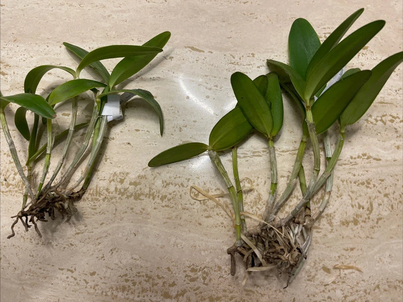 Orchid live Species Cattleya intermedia var. flamea - bare root Orchids