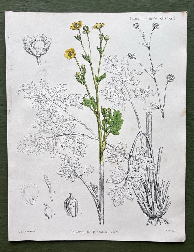 Antique 1874 Botanical Print Ranunculus Pinnatus Hand-Coloured Engraving Ranunculus