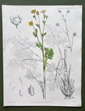 Antique 1874 Botanical Print Ranunculus Pinnatus Hand-Coloured Engraving Ranunculus