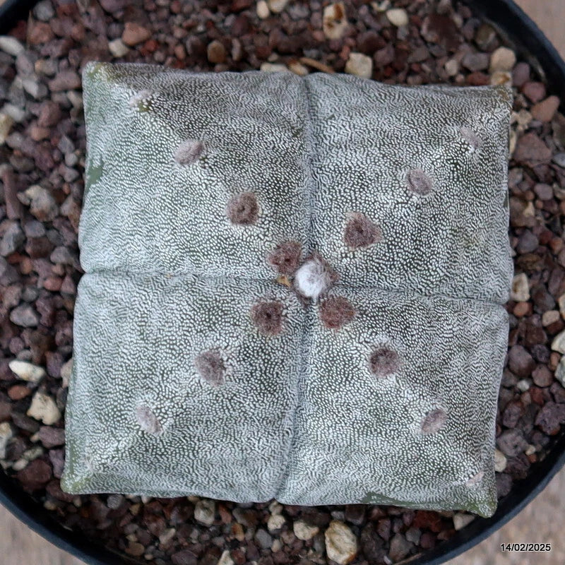 Astrophytum cactus in pot, gray-green surface with small brown areoles