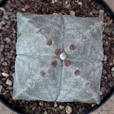 A7222 ASTROPHYTUM MYRIOSTIGMA QUADRICOSTATUM pot14-H9-W11 cm MaMa Cactus Green Plant