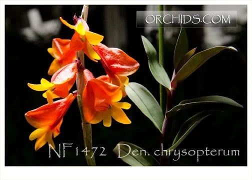 Orange and yellow Dendrobium orchid flower spike with green leaves