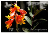 Orange and yellow Dendrobium orchid flower spike with green leaves