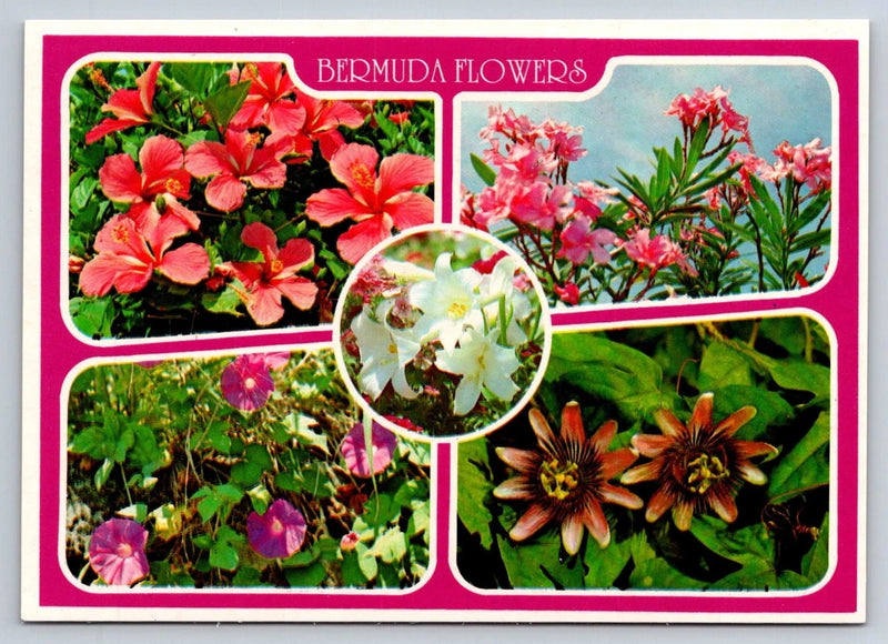 Bermuda flowers postcard featuring hibiscus, oleander, lilies, and other blooms collage
