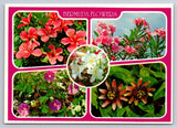 Bermuda Flowers Postcard Hibiscus Oleanders Morning Glory Passion Easter Lilies Lily