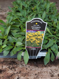 50 COREOPSIS Sunkiss Live Flower Perennial Plants Plugs Tickseed Flowering Plants