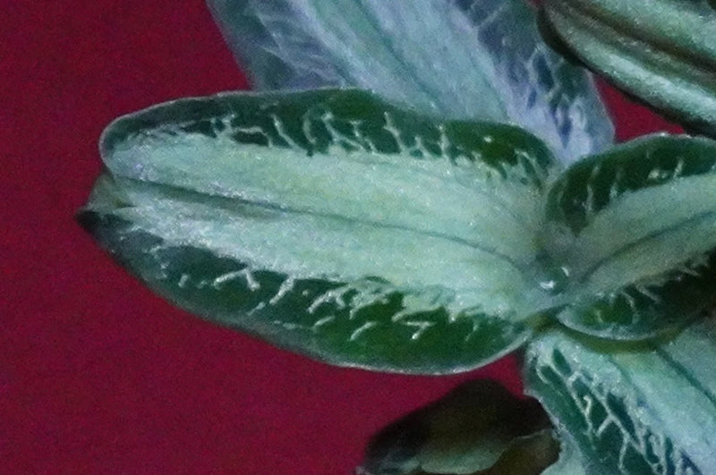 Jewel orchid terrarium plant with broad dark green leaves