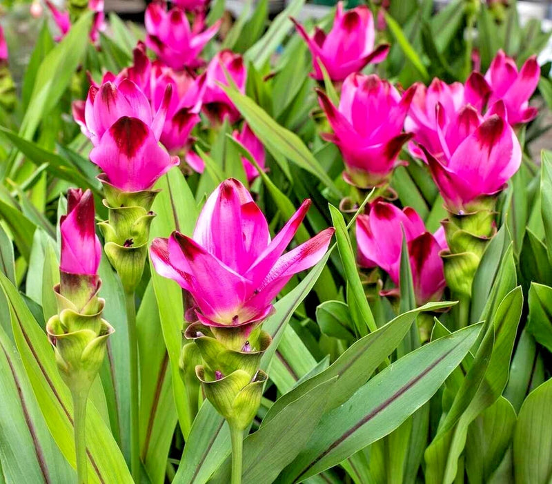 Pink and green flower plant with clustered tubular blooms and long strap leaves