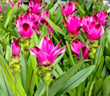 __ Magnificent Curcuma Red flower-plant 3 roots rhizomes fast grow turmeric GR25 Orchids