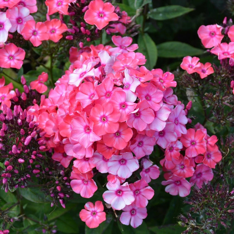 100+ Glamour Girl Phlox Seeds for Garden Planting - USA - FREE SHIPPING! Garden Plants