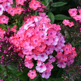 100+ Glamour Girl Phlox Seeds for Garden Planting - USA - FREE SHIPPING! Garden Plants