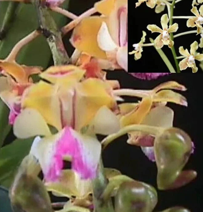 Orchid plant with pale yellow and pink flowers in hanging pot