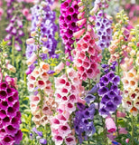 2000+  FOXGLOVE MIX SEEDS -- EXCELSIOR MIX DIGITALIS ----------------  PERENNIAL Garden Plants