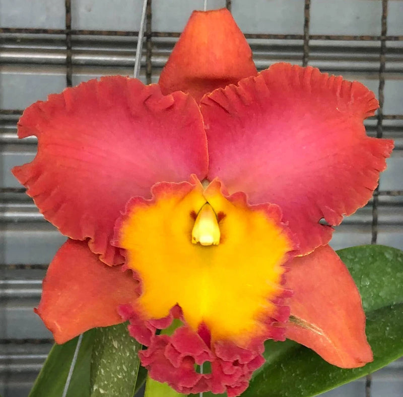 Orange-red orchid blossom with ruffled petals and yellow center
