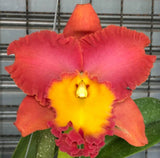 Rlc. Orange Diamond ÔThroat of GoldÕ Comes in 4