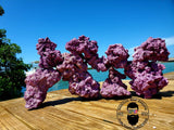 20 lbs Purple Coraline Med/Lrg Dry Reef Base Rock, Lightweight, Porous, Live Anemone