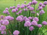 Onion Chives - 500+ seeds per pack Flowering Plants