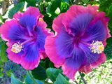 20 Pink Purple Blue Hibiscus Seeds Flower Flowers Seed Perennial 255 US SELLER Flowering Plants